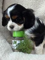 Marjoram , a female Cavalier King Charles Spaniel for sale in Lancaster, OH – 2 of 6