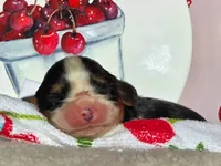 Cheerful Cherry , a female Cavalier King Charles Spaniel for sale in Lancaster, OH – 4 of 4