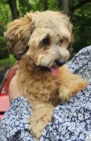 Tilly, a female Shihpoo for sale in Lancaster, OH – 2 of 8