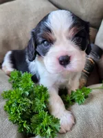 Parsley , a male Cavalier King Charles Spaniel for sale in Lancaster, OH – 7 of 8