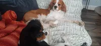Ky, a male Cavalier King Charles Spaniel and Cavachon for sale in Lancaster, OH – 5 of 6