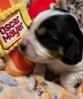 Oscar Meyer , a male Cavalier King Charles Spaniel and Miniature Dachshund for sale in Lancaster, OH – 3 of 10