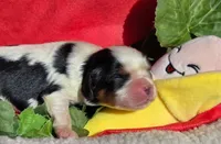 Bouncy Banana , a male Cavalier King Charles Spaniel for sale in Lancaster, OH – 2 of 9
