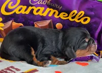 Carmello akc, a female Cavalier King Charles Spaniel for sale in Lancaster, OH – 7 of 10