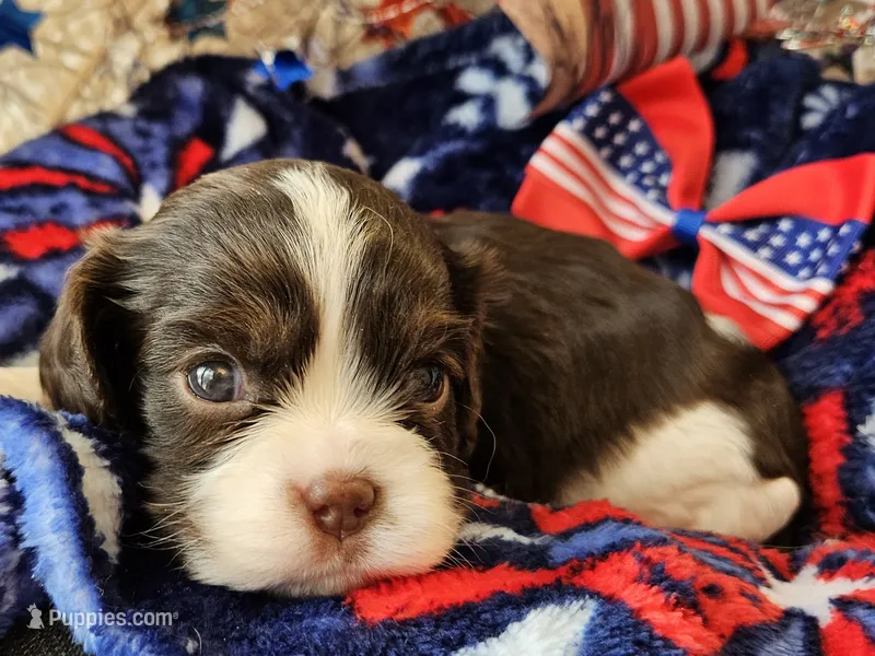 Firecracker / chocolate  – Cavalier King Charles Spaniel puppy for sale in Lancaster, OH