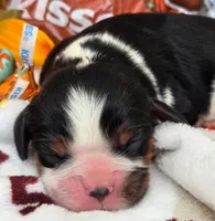Hershey Kiss, a male Cavalier King Charles Spaniel for sale in Lancaster, OH – 5 of 8
