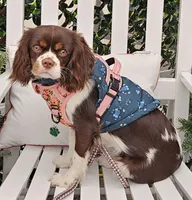 Emerald Faerie - pet only, a female Cavalier King Charles Spaniel for sale in Lancaster, OH – 9 of 9