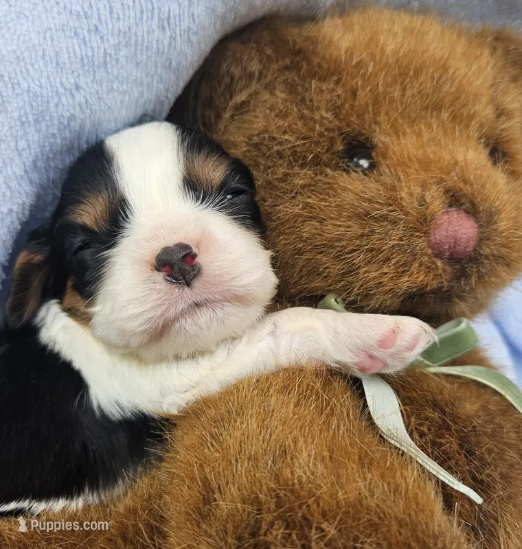 Teddy Bear akc – Cavalier King Charles Spaniel puppy for sale in Lancaster, OH