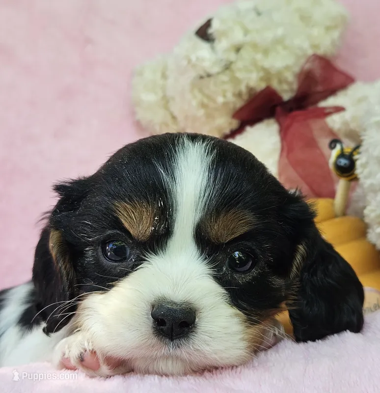 Honey Bear AKC, chocolate carrier  – Cavalier King Charles Spaniel puppy for sale in Lancaster, OH