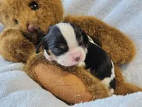 Teddy Bear akc, a male Cavalier King Charles Spaniel for sale in Lancaster, OH – 9 of 10