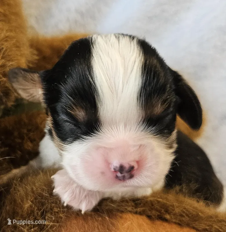 Teddy Bear akc – Cavalier King Charles Spaniel puppy for sale in Lancaster, OH