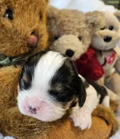 Teddy Bear akc, a male Cavalier King Charles Spaniel for sale in Lancaster, OH – 2 of 10