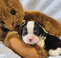 Teddy Bear akc, a male Cavalier King Charles Spaniel for sale in Lancaster, OH – 8 of 10