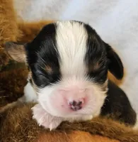 Teddy Bear akc, a male Cavalier King Charles Spaniel for sale in Lancaster, OH – 3 of 10