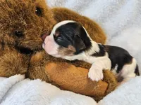 Teddy Bear akc, a male Cavalier King Charles Spaniel for sale in Lancaster, OH – 10 of 10