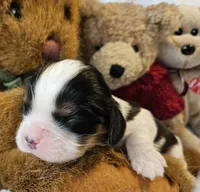 Teddy Bear akc, a male Cavalier King Charles Spaniel for sale in Lancaster, OH – 5 of 10