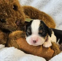 Teddy Bear akc, a male Cavalier King Charles Spaniel for sale in Lancaster, OH – 6 of 10