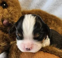 Teddy Bear akc, a male Cavalier King Charles Spaniel for sale in Lancaster, OH – 4 of 10