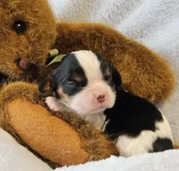 Teddy Bear akc, a male Cavalier King Charles Spaniel for sale in Lancaster, OH – 7 of 10