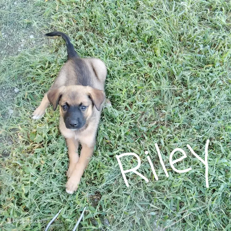 Riley – German Shepherd Dog, Labradoodle puppy for sale in Lancaster, OH