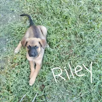 Riley, a male German Shepherd Dog and Labradoodle for sale in Lancaster, OH – 1 of 3