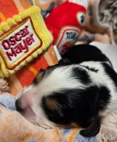 Oscar Meyer , a male Cavalier King Charles Spaniel and Miniature Dachshund for sale in Lancaster, OH – 10 of 10