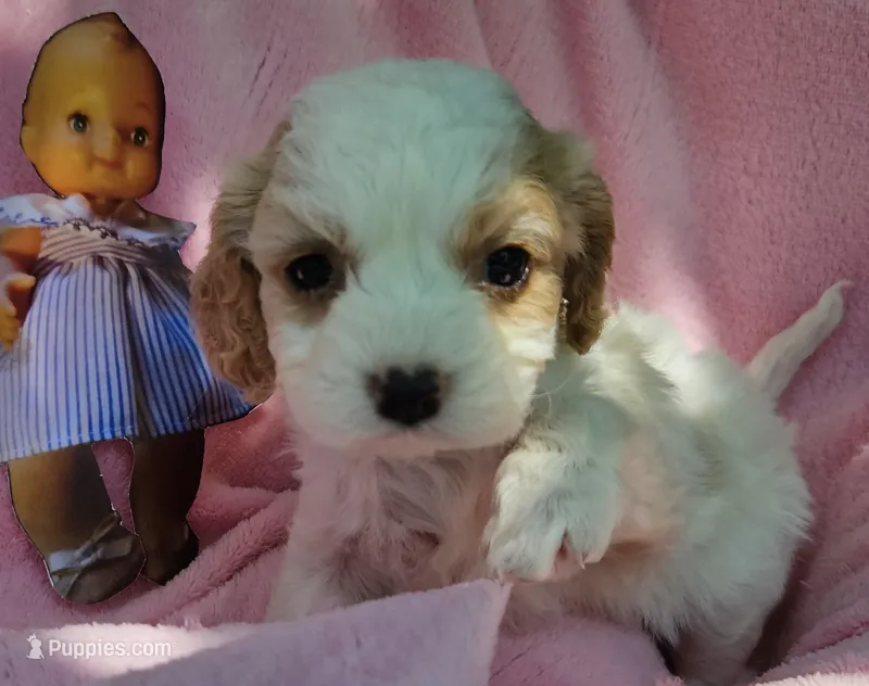 Pixie – Cavalier King Charles Spaniel, Cavachon puppy for sale in Lancaster, OH