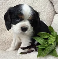 Basil AKC chocolate carrier , a male Cavalier King Charles Spaniel for sale in Lancaster, OH – 2 of 9