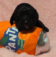 Panta, a female Cavapoo for sale in Lancaster, OH – 1 of 1