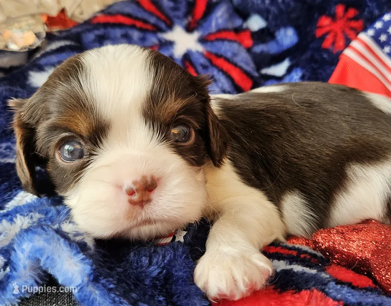 Patriot - Chocolate – Cavalier King Charles Spaniel puppy for sale in Lancaster, OH