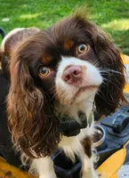 Emerald Faerie - pet only, a female Cavalier King Charles Spaniel for sale in Lancaster, OH – 1 of 9