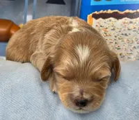 Blueberry Puptart, a male Cockapoo and Bichpoo for sale in Lancaster, OH – 1 of 9