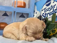 Blueberry Struedel hypoallergenic , a female Cockapoo and Bichpoo for sale in Lancaster, OH – 2 of 8