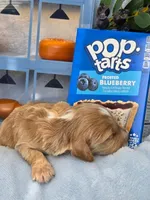 Blueberry Puptart, a male Cockapoo and Bichpoo for sale in Lancaster, OH – 3 of 9