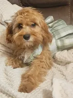 Mia Jewels / House Trained , a female Cavapoo for sale in Lancaster, OH – 5 of 9