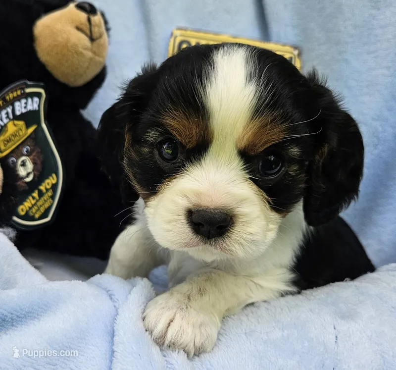 Smoky Bear akc  – Cavalier King Charles Spaniel puppy for sale in Lancaster, OH