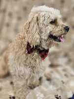 Sandi, a male Bichon Frise and Cavalier King Charles Spaniel for sale in Lancaster, OH – Photo 3 of 9