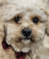 Sandi, a male Bichon Frise and Cavalier King Charles Spaniel for sale in Lancaster, OH – Photo 2 of 9