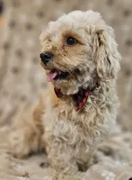 Sandi, a male Bichon Frise and Cavalier King Charles Spaniel for sale in Lancaster, OH – Photo 7 of 9