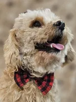 Sandi, a male Bichon Frise and Cavalier King Charles Spaniel for sale in Lancaster, OH – Photo 8 of 9