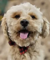 Sandi, a male Bichon Frise and Cavalier King Charles Spaniel for sale in Lancaster, OH – Photo 4 of 9