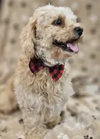 Sandi, a male Bichon Frise and Cavalier King Charles Spaniel for sale in Lancaster, OH – Photo 5 of 9