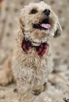 Sandi, a male Bichon Frise and Cavalier King Charles Spaniel for sale in Lancaster, OH – Photo 6 of 9