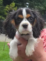 Smoky Bear akc choc carrier , a male Cavalier King Charles Spaniel for sale in Lancaster, OH – 4 of 10