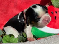 Merry Melon , a male Cavalier King Charles Spaniel for sale in Lancaster, OH – 4 of 10