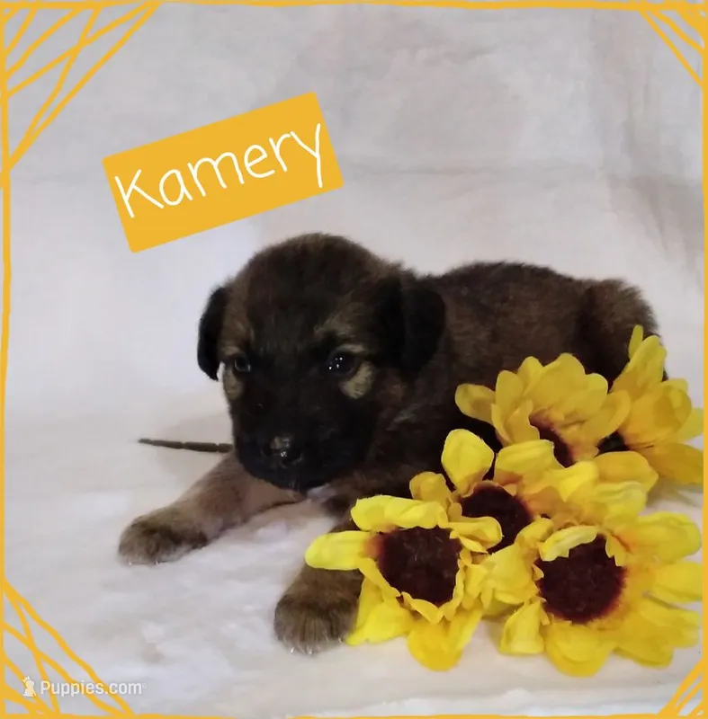 Kamrey – German Shepherd Dog, Labradoodle puppy for sale in Lancaster, OH