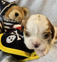 Pirate AKC , a male Cavalier King Charles Spaniel for sale in Lancaster, OH – 5 of 10