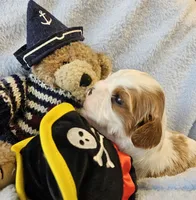 Pirate AKC , a male Cavalier King Charles Spaniel for sale in Lancaster, OH – 10 of 10