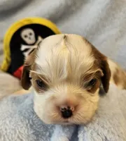 Pirate AKC , a male Cavalier King Charles Spaniel for sale in Lancaster, OH – 7 of 10