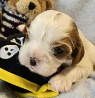 Pirate AKC , a male Cavalier King Charles Spaniel for sale in Lancaster, OH – 2 of 10